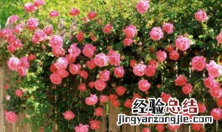 爬藤月季花的养殖方法 爬藤月季花的养殖方法介绍