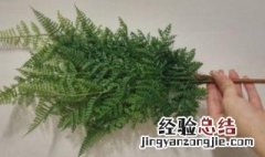 鱼鳞草的种植方法 鱼鳞草如何种植