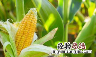 玉米汁可以放冰箱吗 玉米汁可以放冰箱冷藏多久