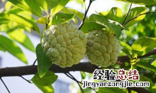 释迦果种植方法 释迦果种植方法简单介绍