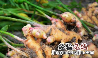 生姜种植方法 什么时间种最好