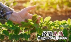 庭院种花用什么肥 庭院植物栽植施肥追肥要注意什么