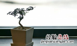 盆栽的花几月份以后换土比较好 养花几月份换土最好