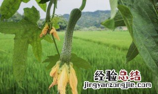 种丝瓜用什么肥料最好 种丝瓜用什么肥料最好海