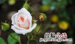 玫瑰花是什么季节开的 玫瑰花是什么季节开的玫瑰花是什么季节盛开