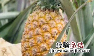 凤梨里面黑色的籽是什么 凤梨有黑色籽怎么回事