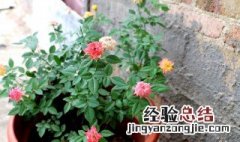 月季花的养殖方法和注意事项– 月季花的养殖方法和注意事项有哪些