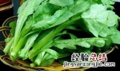 茼蒿菜能生吃吗 茼蒿杆子可以吃吗