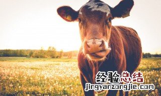 牛皮能吃吗 可以吃牛皮吗