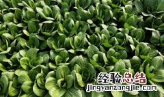 寒露种什么蔬菜 寒露种植什么蔬菜