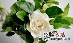 栀子花多久浇一次水 栀子花怎么浇水