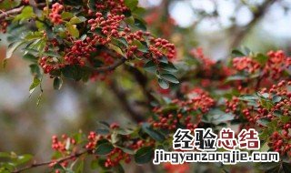 新鲜花椒怎么保存 新鲜花椒的保存方法