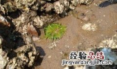 海葵怎么储藏最好 海葵怎么储藏