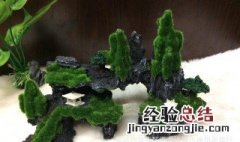 假山青苔制作最好的方法 假山青苔制作最好的方法是什么