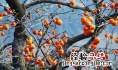 栽柿子树方法 怎么栽柿子树