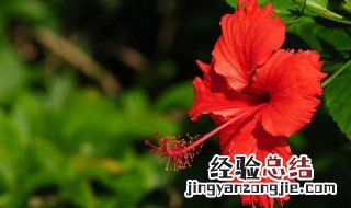 盆栽扶桑花的养殖方法 盆栽扶桑花的养殖方法简述