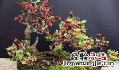 盆栽桑树种植方法 盆栽桑树种植方法介绍