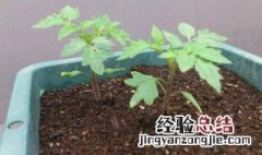 盆栽西红柿种植方法 如何种植盆栽西红柿