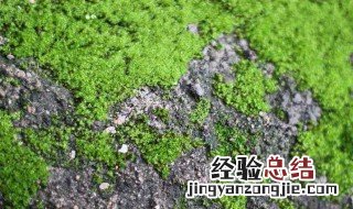 去青苔的方法 具体需要怎么去除