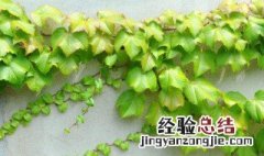 爬墙虎的种植方法 爬墙虎怎么种植