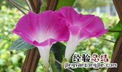 牵牛花种植方法 牵牛花如何种植