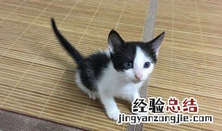 奶牛猫怎么取名 奶牛猫取名大全