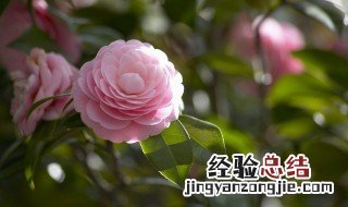 花的形状有哪些 花的形状都有哪些呢