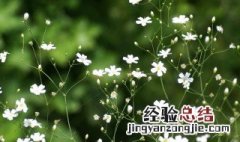 满天星的种植方法 满天星怎么种植