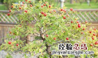 山楂盆栽种植方法 应该如何施肥