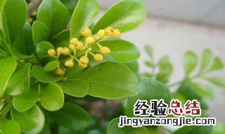 米兰花的繁殖方法 米兰花的繁殖方法简述
