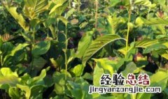 辛夷苗种植方法 辛夷苗如何种植