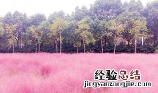 粉黛花的养护方法 粉黛花如何养护