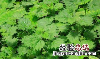 蝎子草的种植方法 蝎子草如何繁殖