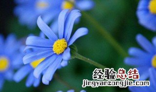 蓝色雏菊花语是什么 蓝紫雏菊花语