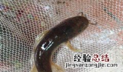 泥鳅不死饲养方法 泥鳅怎么饲养