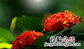 仙丹花养护方法 仙丹花养护方法简述