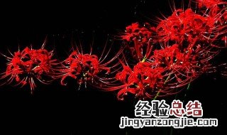 种植彼岸花方法 种植彼岸花方法简述