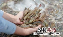 小河虾可以连头吃吗 河虾可以连头一起吃吗