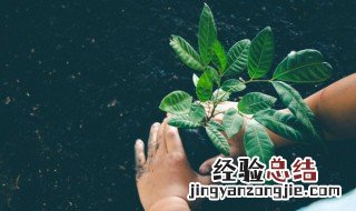 榕树寓意是什么意思 为什么榕树是凶树