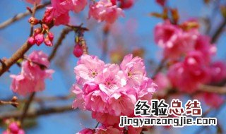 冬樱花的花语是什么 冬樱花的花语