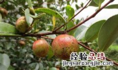 摘茶油果正确方法 如何判断油茶籽的成熟度