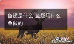 鱼翅是什么 鱼翅用什么鱼做的