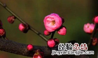 红梅花花语是什么? 红梅花的花语是什么