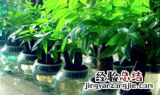 客厅最旺宅的大型植物 客厅里放什么植物好风水