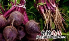 甜菜根发芽了还能吃吗图片 甜菜根发芽了还能吃吗