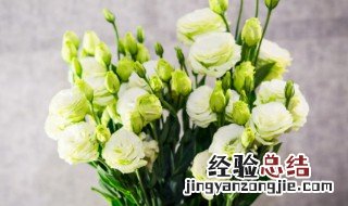 绿色桔梗花的花语和传说 绿色桔梗花的花语