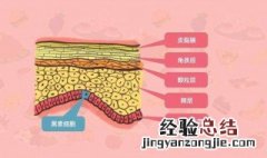 怎么补充胶原蛋白应该吃些什么 怎么补充胶原蛋白