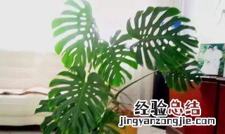 客厅风水植物有哪些图片 客厅风水植物有哪些