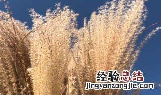 芦苇花放在家里的禁忌 芦苇花放在家里的禁忌是什么