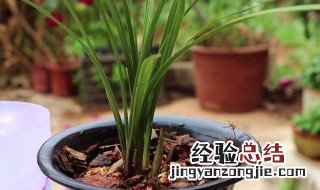 兰花的花土怎么配 兰花的土怎么配制方法